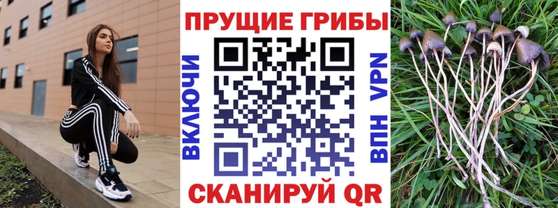 Псилоцибиновые грибы мухоморы Чаплыгин